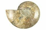 Cut & Polished Ammonite Fossil (Half) - Madagascar #264793-1